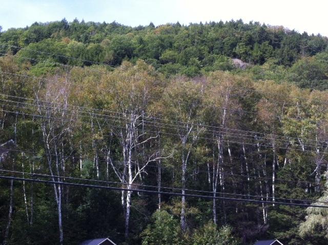 Maple Lodge Cabins North Woodstock Kültér fotó